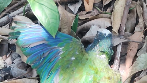 Muere-una-treintena-de-loros-corona-blanca-en-Tamaulipas-por-las-altas-temperaturas