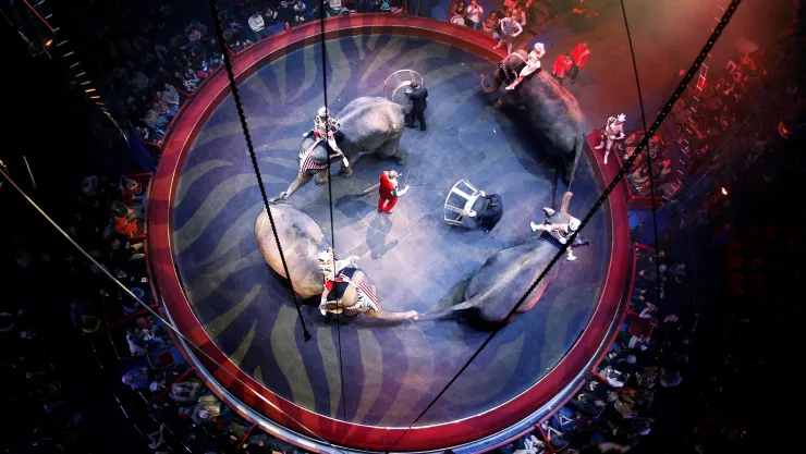 Francia prohíbe del uso de animales salvajes en circos itinerantes
