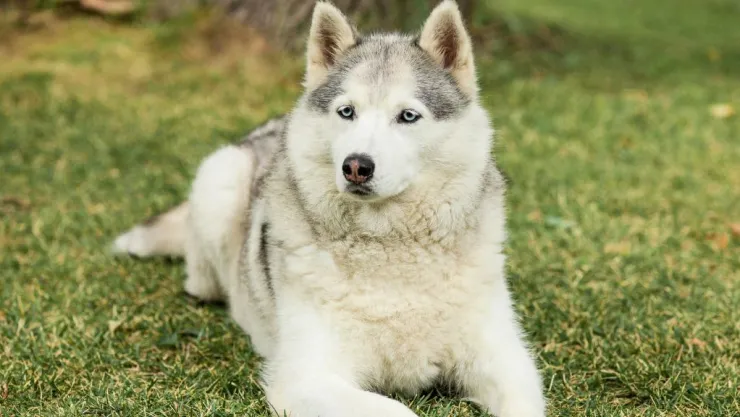 Perro Husky ataca a una bebé y la mata