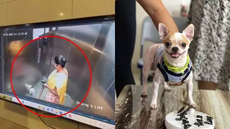 Mujer le quitó la vida a un perrito