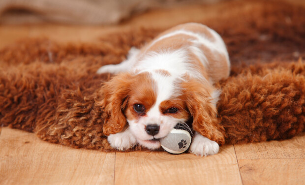 por qué los perros rascan las mantas antes de acostarse
