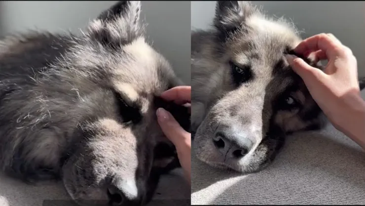 Eclipse, el perro que quedó solo tras la deportación de sus dueños en Arizona y fue adoptado