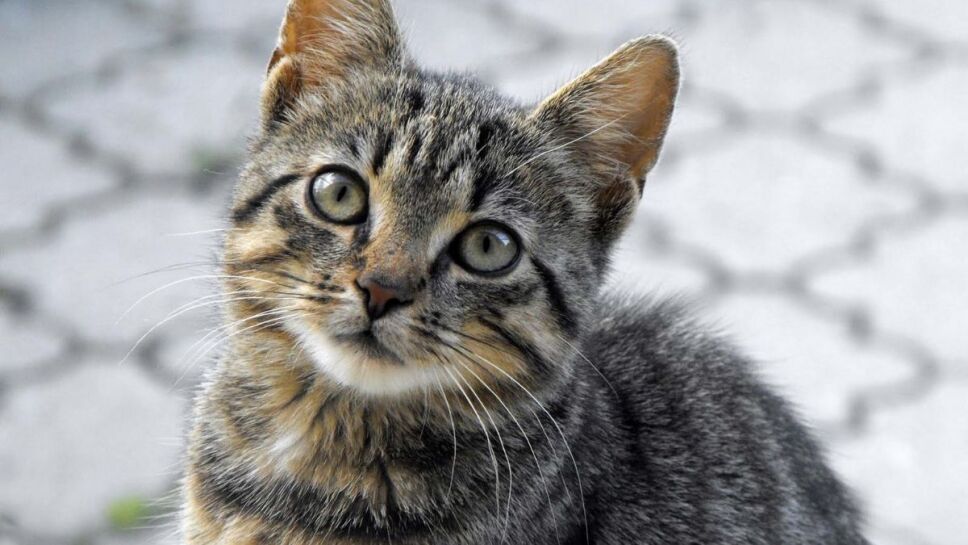 gatos atigrados, rayas c.jpg