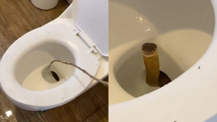 Cobra en el inodoro