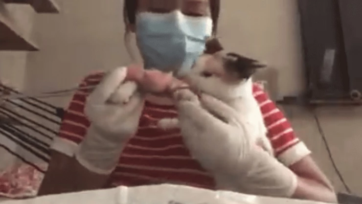 gatito y su dueña.jpg