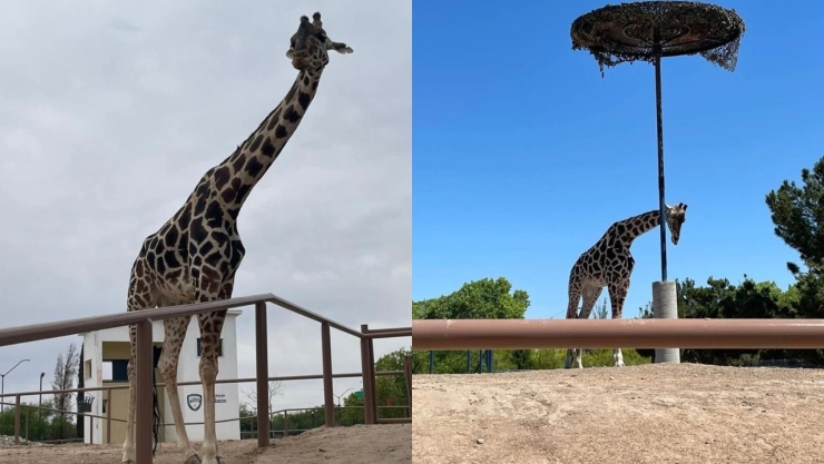 La jirafa Benito tendrá nuevo hogar; juez ordena su traslado a Puebla