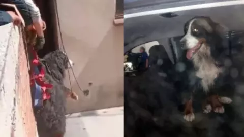 VIDEO: Perrita cayó y quedó atrapada entre edificios en la CDMX; captan rescate