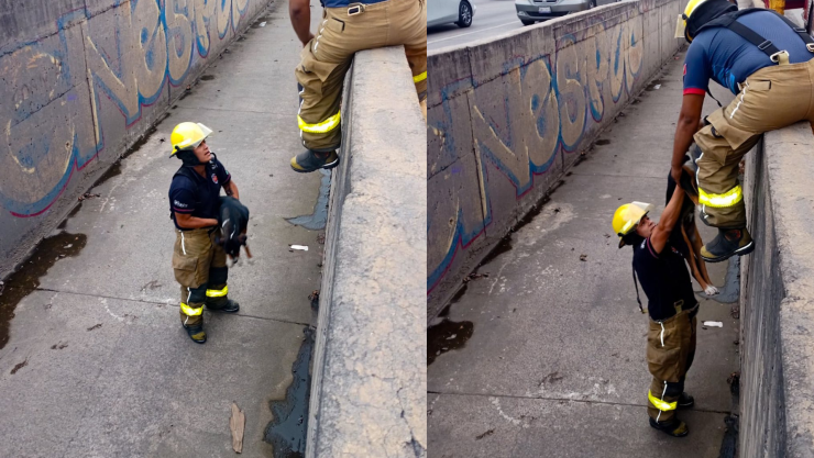 _Rescate de perro en bulevar Timoteo Lozano y Francisco Villa, León, 24 de mayo 2025.png