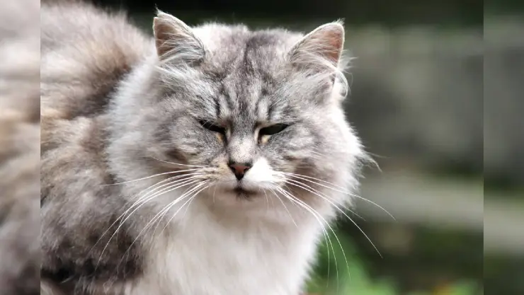 Gatos