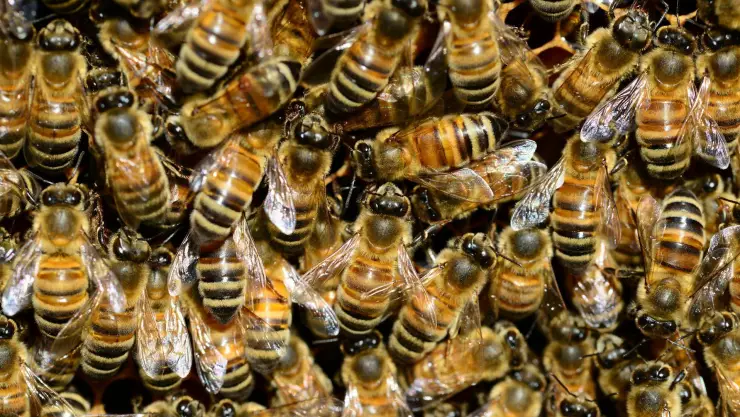 Abejas