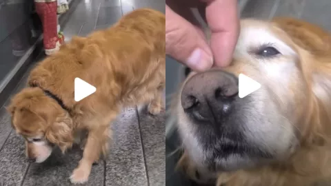 /al-extremo/perrita-se-retira-tras-10-anos-servicio-asi-la-despiden-tik-tok-pb-notas