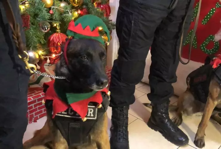 ayudante de santa perritos policias