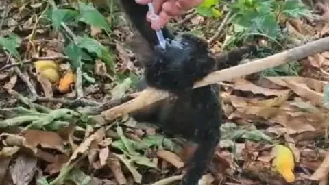 Mono afectado por ola de calor