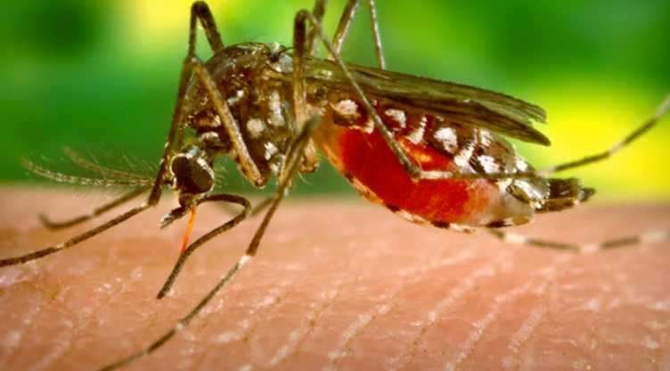 Zika Oaxaca casos