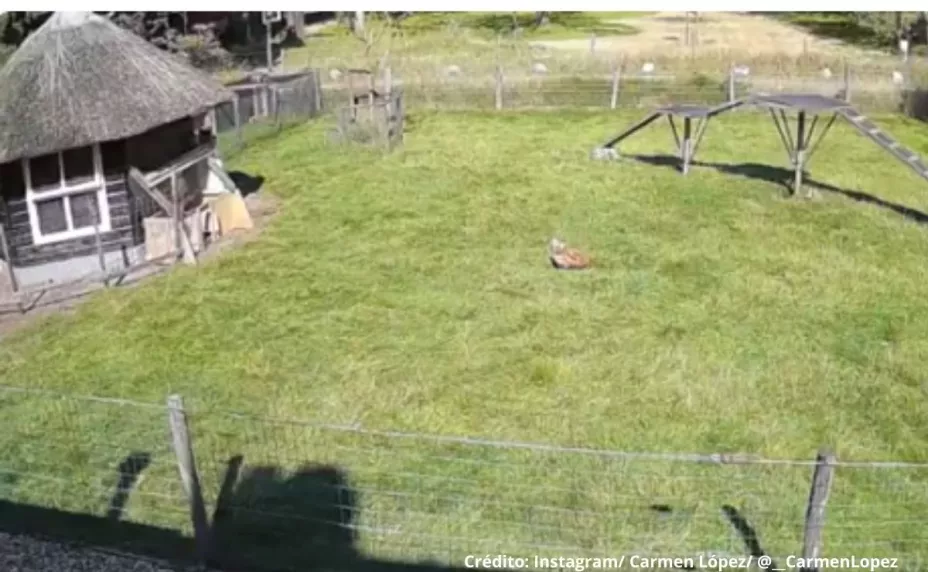Animales rescatan a una gallina del ataque de un halcón. (VIDEO)