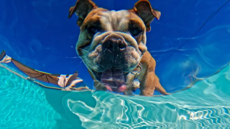 perrito posando en dirección a una cámara que se encuentra bajo el agua