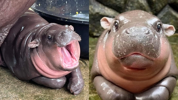 Moo Deng, el bebé hipopótamo viral que conquista las redes