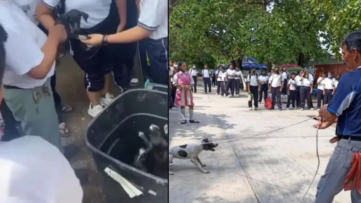 Maestro arrastra a perrita y tira a sus cachorros a la basura