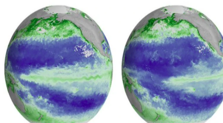 Satélites de la NASA detectan alarmante caída de clorofila en el Pacífico.
