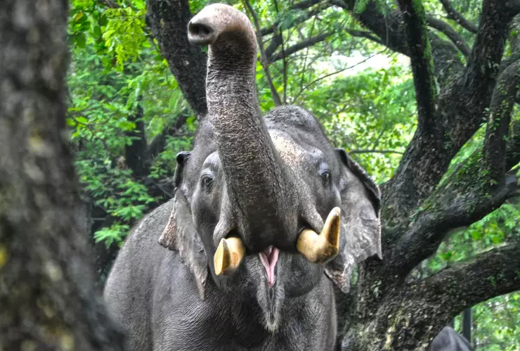 Elefante con la trompa levantada