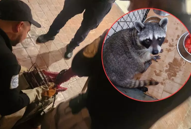 Mapache se mete a una casa en Iztapalapa y es rescatado por policías de CDMX