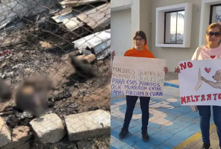 Piden justicia por perritos calcinados tras incendio en refugio de Nayarit