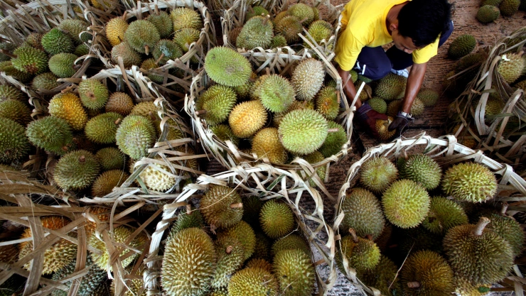 FILE PHOTO: A vendor opens durians at the “Lets Eat Fruits” carnival which promotes the consumption of local tropical fruits in Putrajaya
