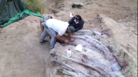 Dinosaurio m&aacute;s grande en Europa