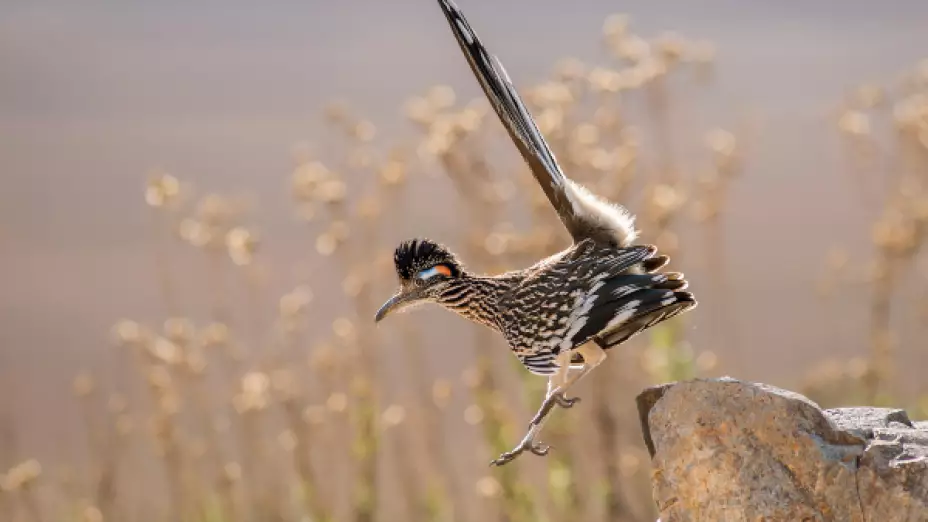 correcaminos