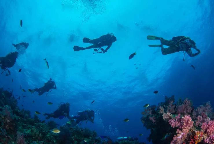 Buzos explorando las aguas de Florida