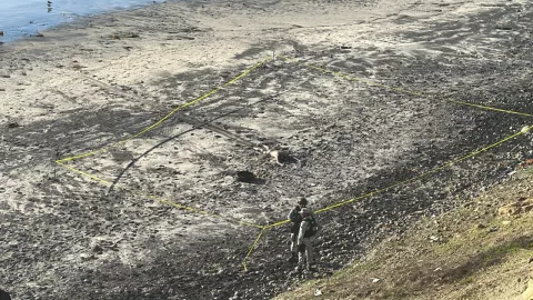 Localizan un cuerpo en playa
