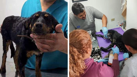 PERRITA VIOLETA CHIHUAHUA.jpg