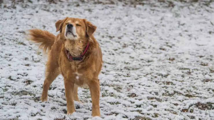 Consejos para cuidar a tu mascota del frío, a ellos también les afecta.jpg
