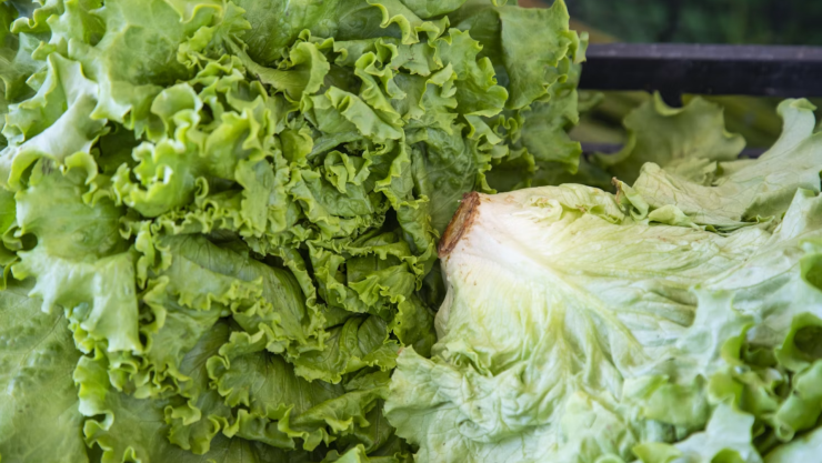 lechuga en casa.png