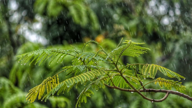 Clima hoy 10 de marzo en Quintana Roo y Campeche ¿Viernes con lluvias?