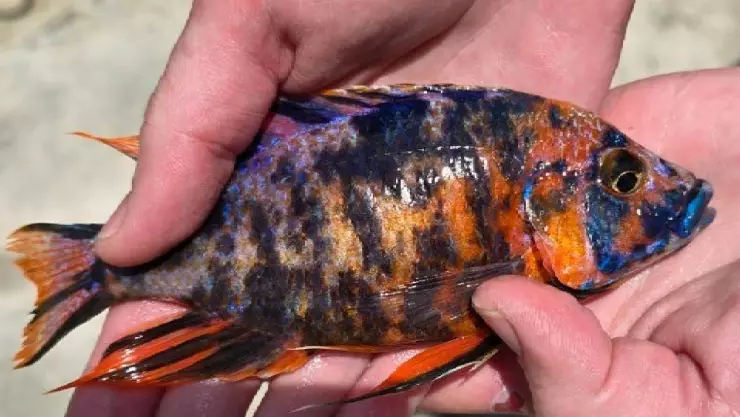 Esta es la imagen que compartió el Departamento de Parques y Vida Silvestre de Texas y se observa el pez capturado