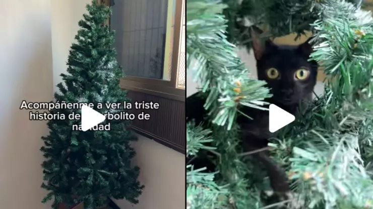 /al-extremo/la-gata-loca-viral-tiktok-atacar-arbolito-navidad-video-pb-notas