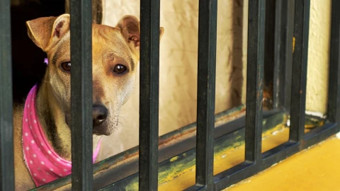 Sujeto golpea y avienta a perritos contra ventanal en CDMX