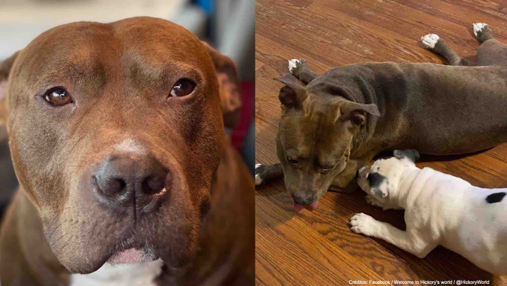 perro pitbull rescatado hombre viaja.jpg