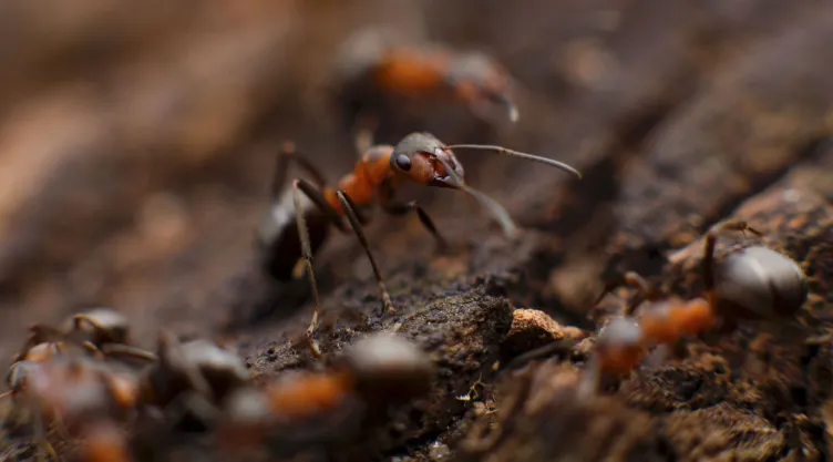 3 remedios caseros para eliminar las plagas de hormigas
