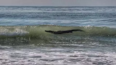 Avistamiento de cocodrilo en Acapulco alerta a turistas y habitantes.jpg