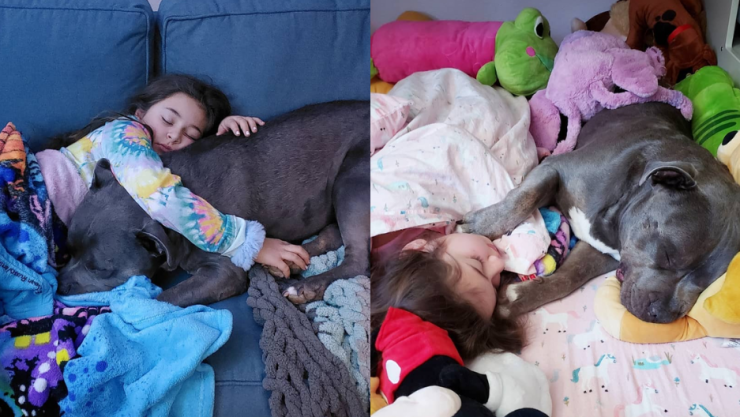 perrito pitbull duerme con su dueña.png