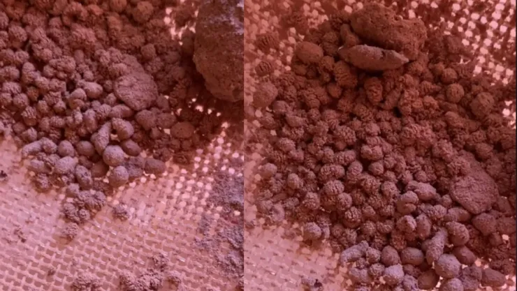 Gusanos en chocolate en polvo