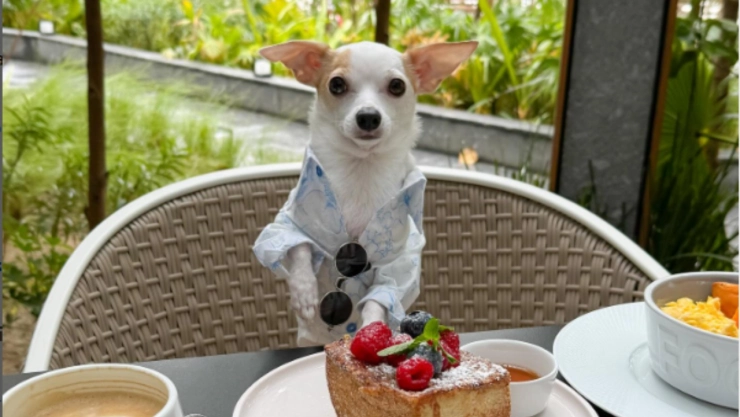 Bao, el chihuahua influencer que cautiva con sus viajes lujosos y su estilo