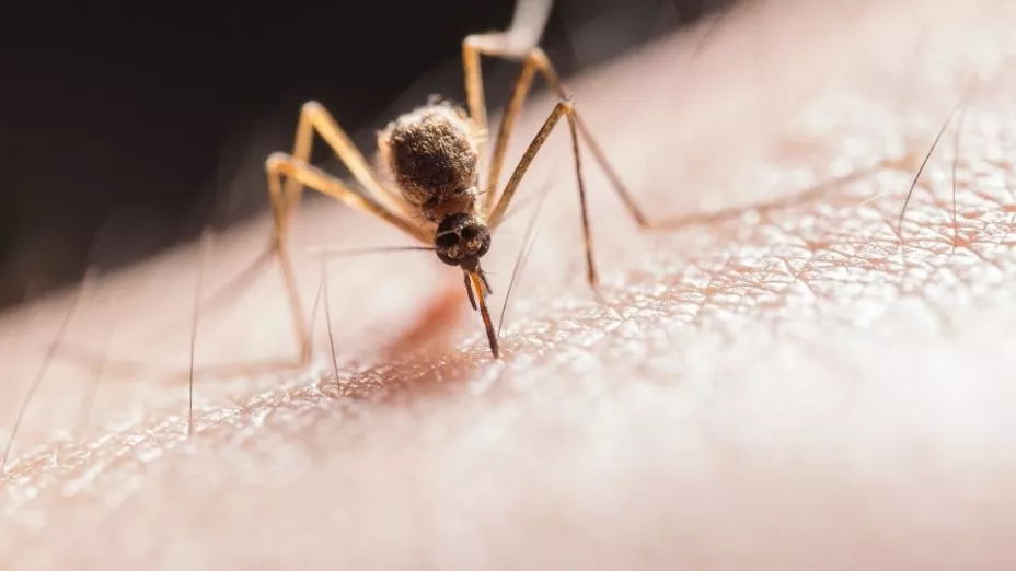 Liberan millones de mosquitos genéticamente modificados en EUA