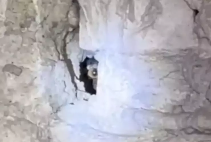 Presunto Nauhal en una pared