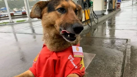 Guardián, perrito adoptado por gasolinera