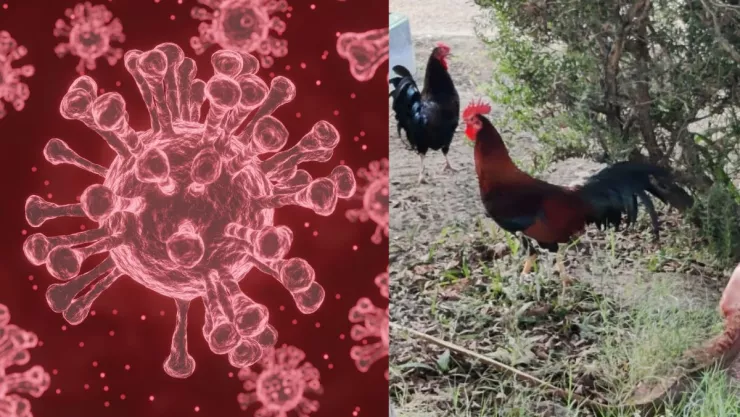 Sacrifican aves en el Parque Morelos por brote de gripe aviar