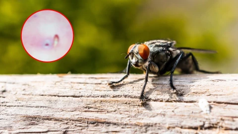 gusano barrenador en humanos