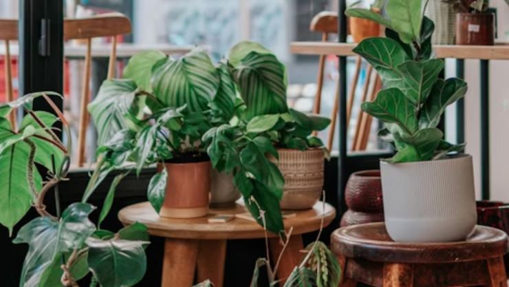 ¡Cuidado! Estas plantas atraen las garrapatas a tu hogar y aumentan el riesgo de picaduras